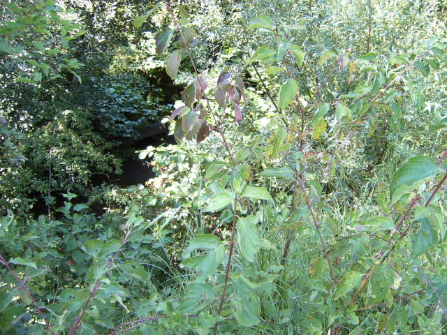 Forest.River in the forest.Near by village.