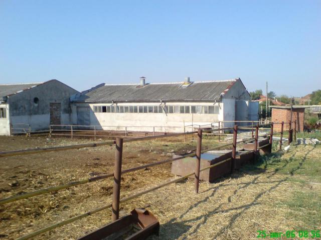 ПРОДАВАМ - ФЕРМА – за  615 бр-КРАВИ,  БИВОЛИ