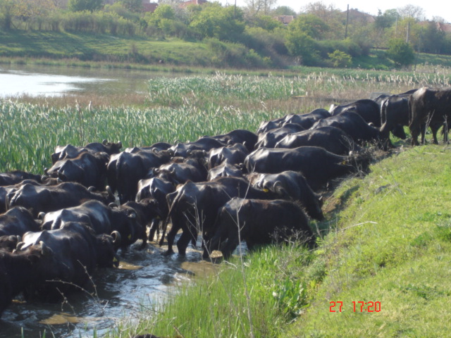 Sell farm buffaloes BULGARIAN MUURA-Ферма за биволи- в екологично чист район
