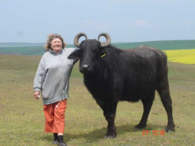 Sell farm buffaloes BULGARIAN MUURA-Ферма за биволи- в екологично чист район