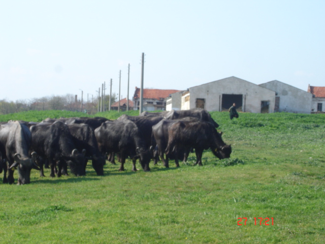 Sell farm buffaloes BULGARIAN MUURA-Ферма за биволи- в екологично чист район