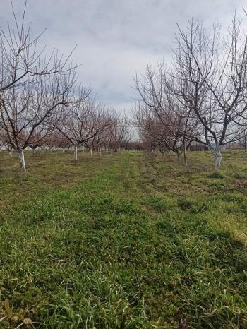 Продава Овощна градина в Провадия, област Варна