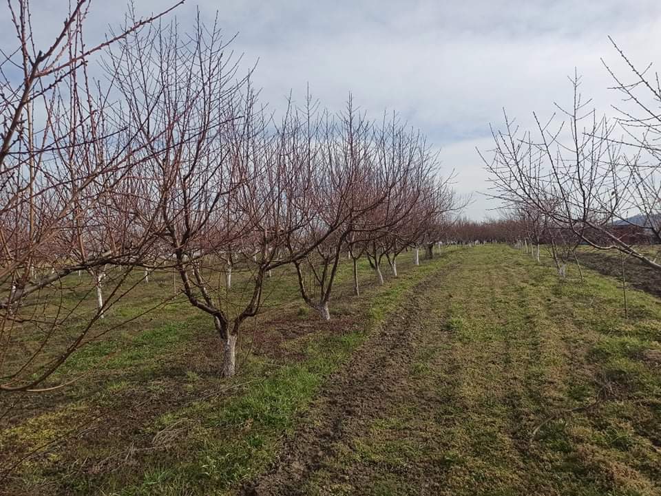 Продава Овощна градина в Провадия, област Варна